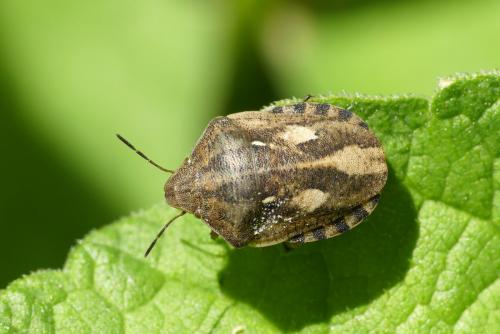 Réf. 230 139 : Eurygaster testudinaria